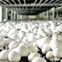 قارچ دکمه‌ای