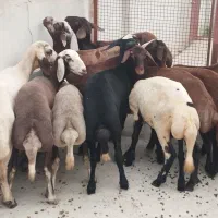 گوسفند ۱۵ عدد ماده جنس برتر