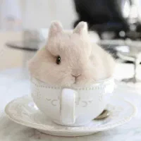 خرگوش جیبی