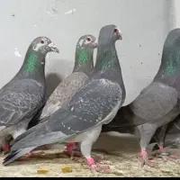 6عددکبوترپلاکی نر