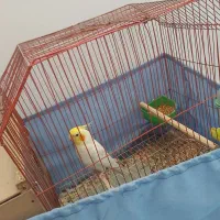 عروس پاریس