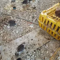 بو قلمون دوماهه و دو هفته ای برنزه