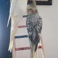 عروس هلندی (جفت)