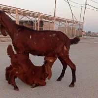 بز مطفل درجه یک