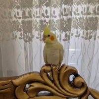 عروس هلندی