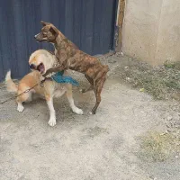 سگ دورگه پیت بول شکاری رایگان