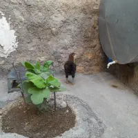خروس جوان