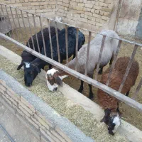میش بره