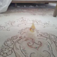 پرنده‌عروس‌هلندی