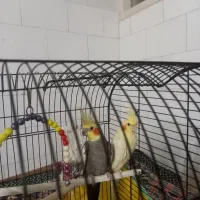 فروش عروس هلندی جفت