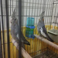 جوجه عروس هلندی سینامون