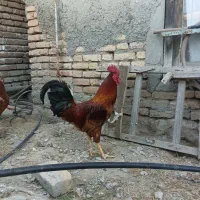 مرغ و خروس محلی
