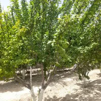 باغ و باغچه ۱۹۰ متری(چسبه بافته مسکونی)دارای برق|فروش زمین و ملک کلنگی|تهران, امیریه|دیوار
