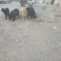 ۶عددبره نر ریز