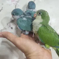 راهب