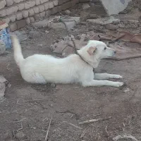سگ پا کوتاه
