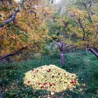 فروش باغ زمین ویلایی در (شهر زنوز)