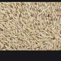 جو محلی