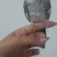 عروس