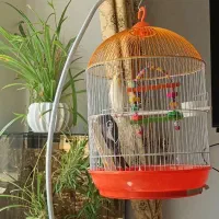 عروس هلندی
