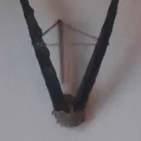 شاخ کل حدود ۱متر