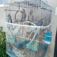 عروس هلندی با جوجه قفس