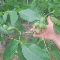 فروش انواع نهال گردو اصلاح شده و گلدانی.