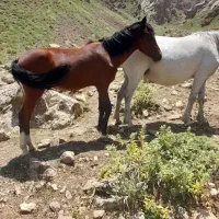 اسب|اسب و تجهیزات اسبسواری|آسارا, |دیوار