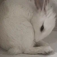 خرگوش لوپ هلندی