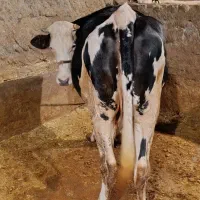 گاوگوشتی جوان  و گوساله پرواری
