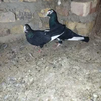 پلنگ سیاه