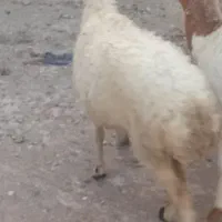 بره