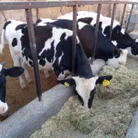 فروش 5 راس گوساله نر  صنعتی  کمیاب