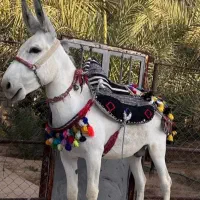 الاغ گله ای