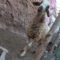 بره نر