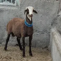 گوسفندزنده با قصاب