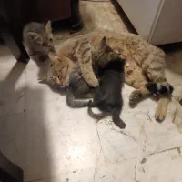 بچه گربه تمیز چهل روزه