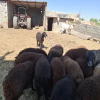 گوسفند هترو و بره همو