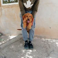 سگ عراقی