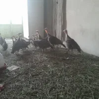 جوجه بقلمون