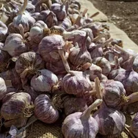 سیر بذری شاهیندژ|عمده‌فروشی|شاهین دژ, |دیوار