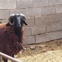 فروش یک عدد گوسفند نر سالم سلامت|حیوانات مزرعه|جوادآباد, |دیوار
