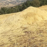 کاه خرمن کوب 3ساعت فروش