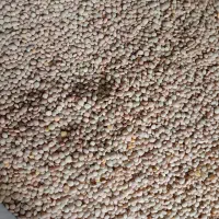 فروش استثنایی عدس ریز