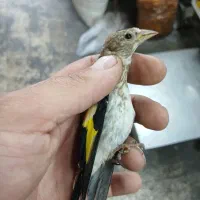 شاه سهره استان فارسی