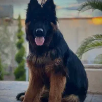 ژرمن شولاین کلاس A