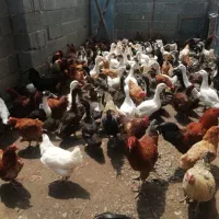 مرغ و خروس اردک جوجه و تخم مرغ