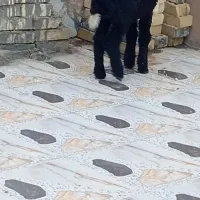 بره گوسفند