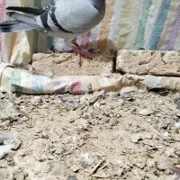پلاکی|پرنده|صالح آباد, |دیوار