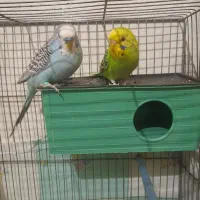 یک جفت مرغ عشق